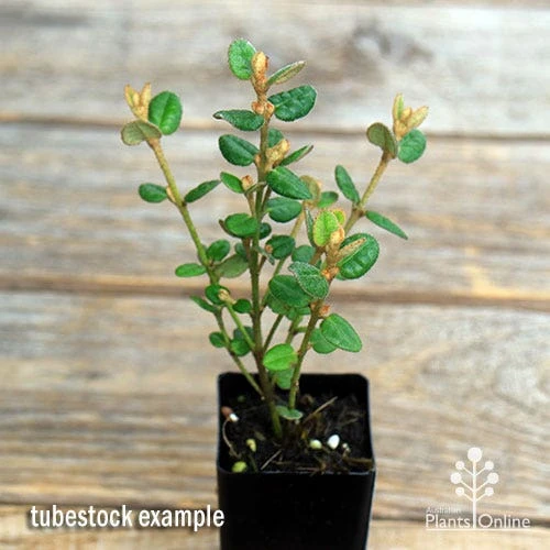 Correa Nummulariifolia - Roundleaf Correa - Image 3