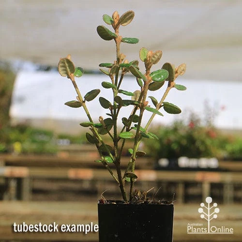 Correa Nummulariifolia - Roundleaf Correa - Image 5