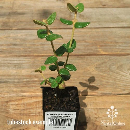 Correa Nummulariifolia - Roundleaf Correa - Image 8