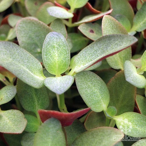 Crassula Purple Dragon - Fairy Crassula - Image 6
