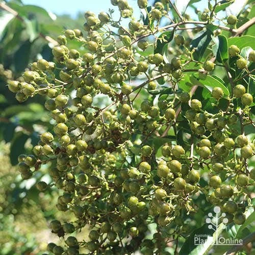 Crepe Myrtle - Lagerstroemia Natchez - Image 13