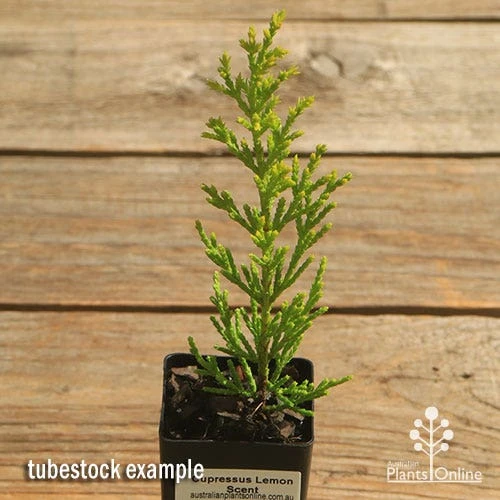 Cupressus Lemon Scent - Lemon Cypress - Image 3