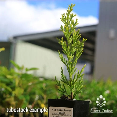 Cupressus Lemon Scent - Lemon Cypress - Image 6