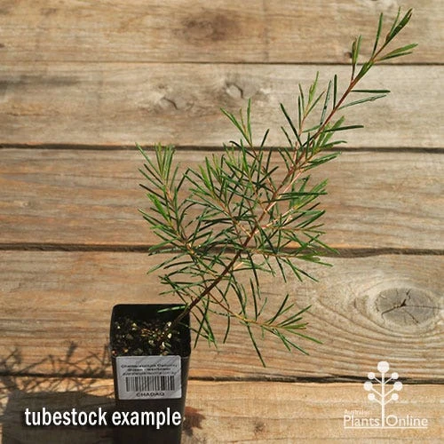 Chamelaucium Dancing Queen - Waxflower - Image 10