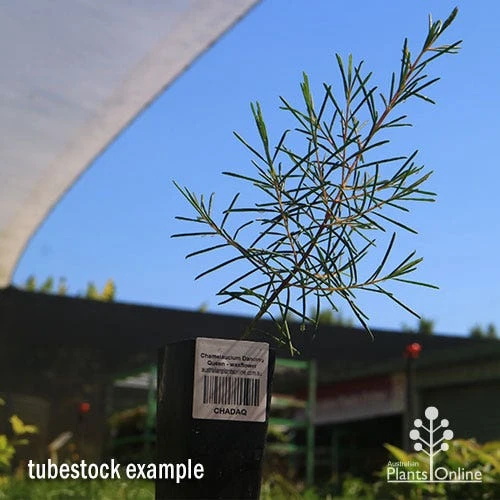 Chamelaucium Dancing Queen - Waxflower - Image 4