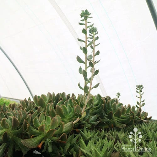 Echeveria Dark Vader - Succulent - Image 8