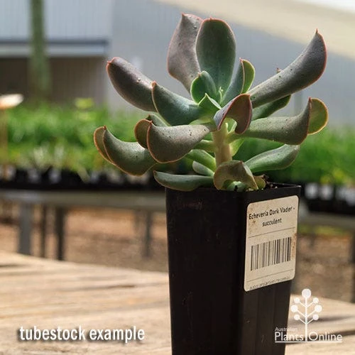 Echeveria Dark Vader - Succulent - Image 2