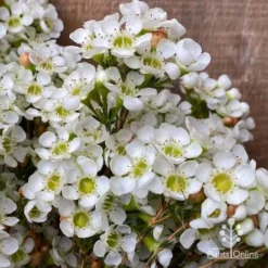 Chamelaucium Dawn Pearl - Waxflower