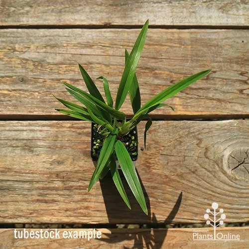 Dianella Little Jess - Image 7