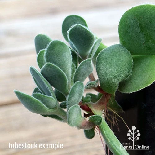 Crassula Dubia - Succulent - Image 7