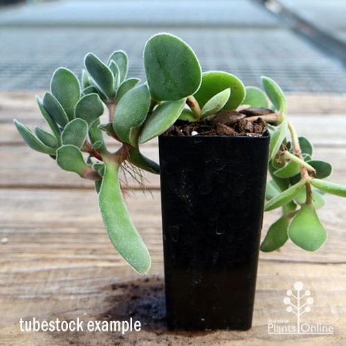 Crassula Dubia - Succulent - Image 3