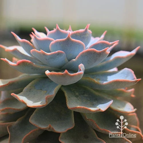 Echeveria Morning Beauty - Succulent - Image 2