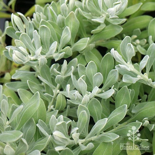 Eremophila Blue Horizon - Emu Bush - Image 13