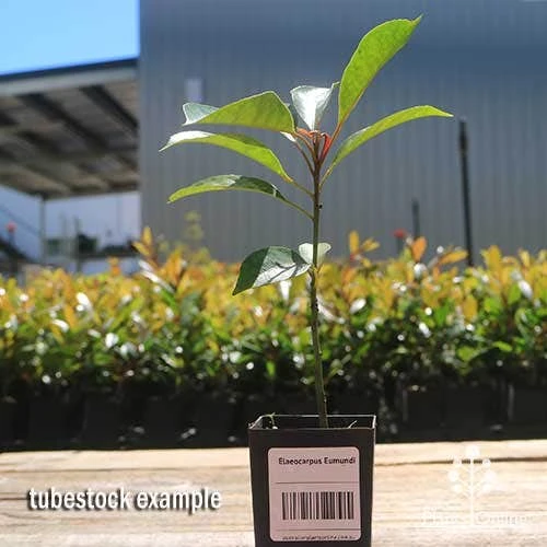 Elaeocarpus Eumundi - Image 13