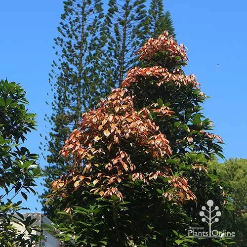 Elaeocarpus Eumundi - Image 9