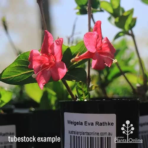 Weigela Eva Rathke - Image 2