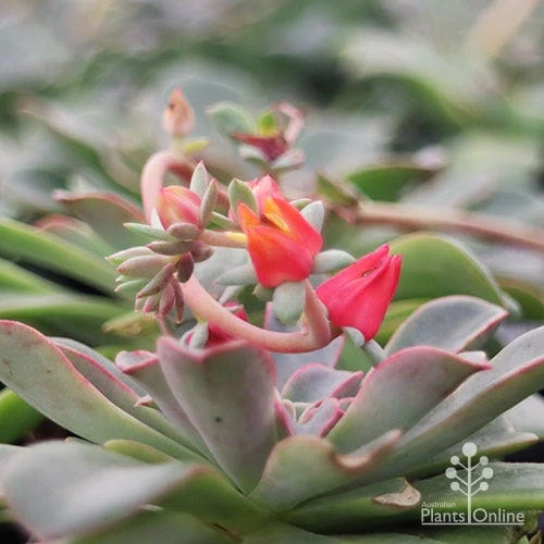 Echeveria Fantastic Fountain - Succulent - Image 7