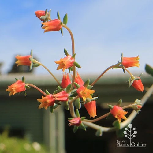 Echeveria Fantastic Fountain - Succulent - Image 2