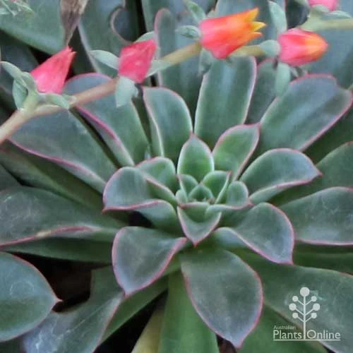 Echeveria Fantastic Fountain - Succulent - Image 9
