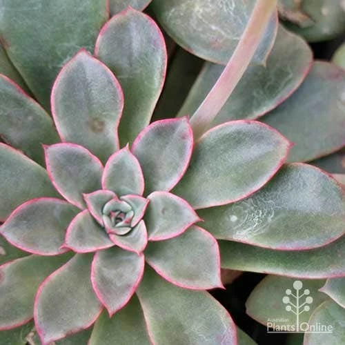 Echeveria Fantastic Fountain - Succulent - Image 5