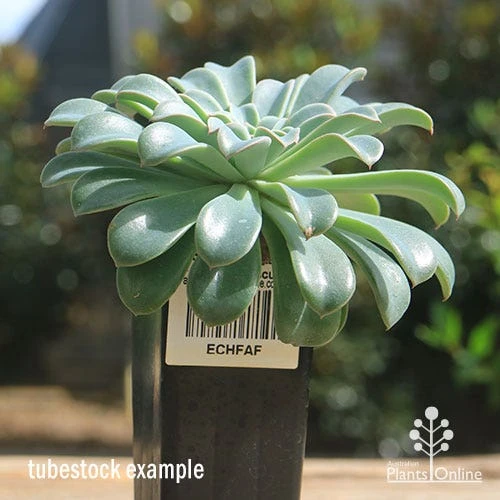 Echeveria Fantastic Fountain - Succulent - Image 3