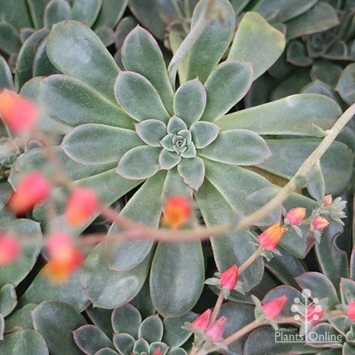 Echeveria Fantastic Fountain - Succulent - Image 8