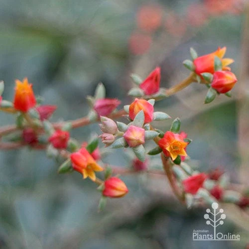 Echeveria Fantastic Fountain - Succulent - Image 4