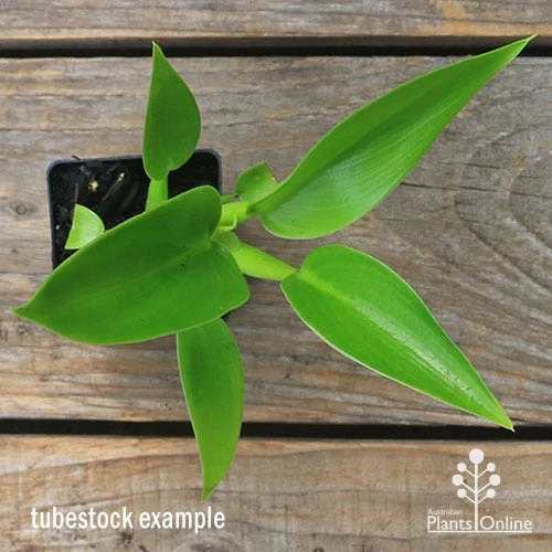 Philodendron Fat Boy - Image 5