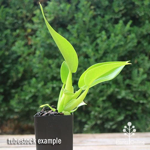 Philodendron Fat Boy - Image 2