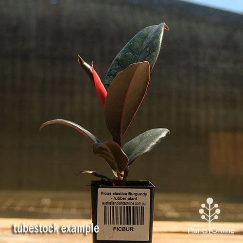 Ficus Elastica Burgundy - Rubber Plant - Image 7