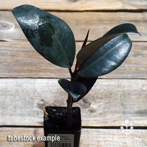Ficus Elastica Burgundy - Rubber Plant - Image 5