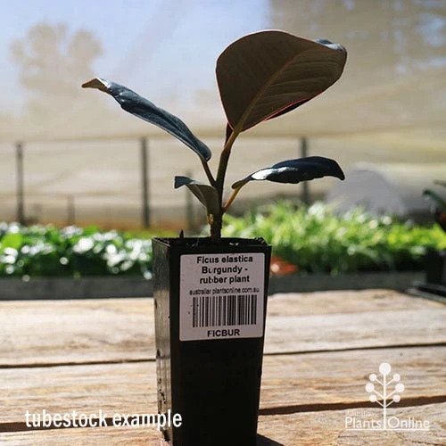 Ficus Elastica Burgundy - Rubber Plant - Image 10