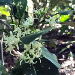 Acronychia Imperforata - Fraser Island Apple