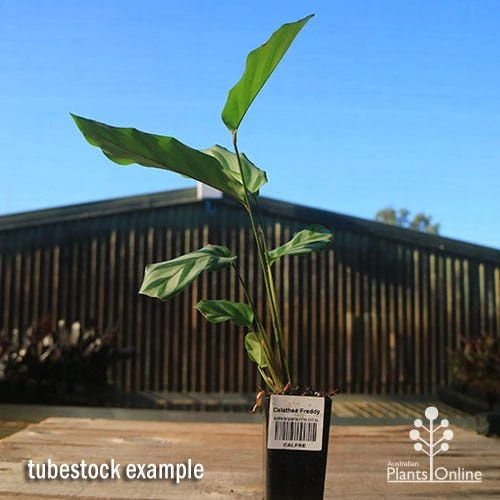 Calathea Freddy - Image 4