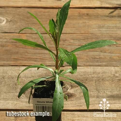 Gaura White - Image 10