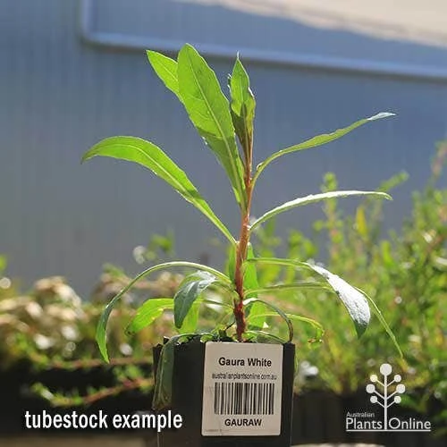 Gaura White - Image 4