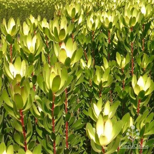 Leucadendron Gold Strike - Image 2