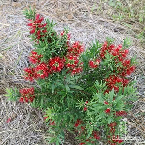 Callistemon Green John - Image 13