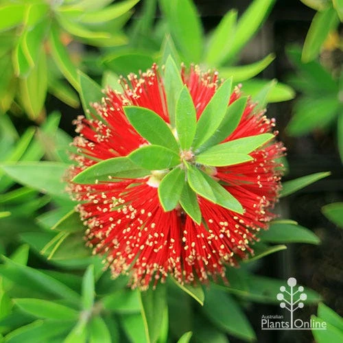 Callistemon Green John - Image 10