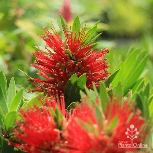 Callistemon Green John - Image 15