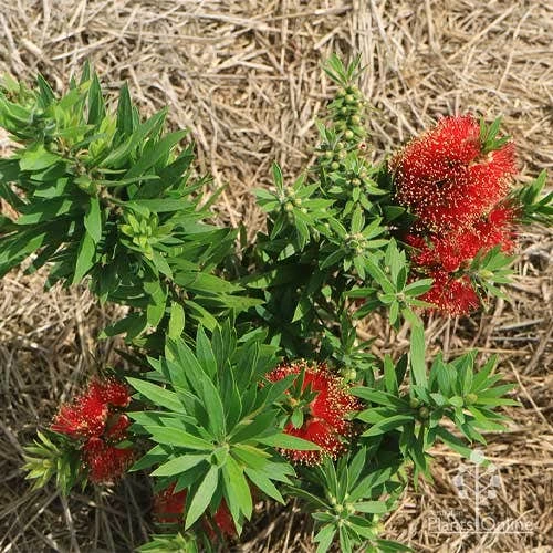 Callistemon Green John - Image 12