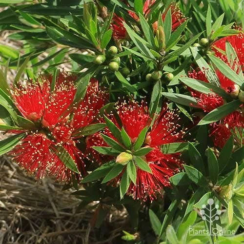 Callistemon Green John - Image 4