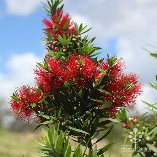 Callistemon Green John - Image 5