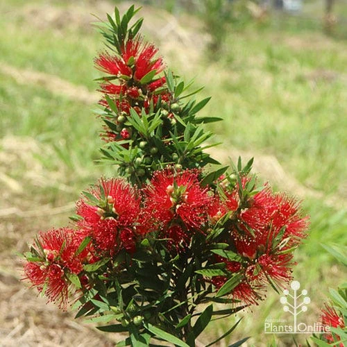 Callistemon Green John - Image 2