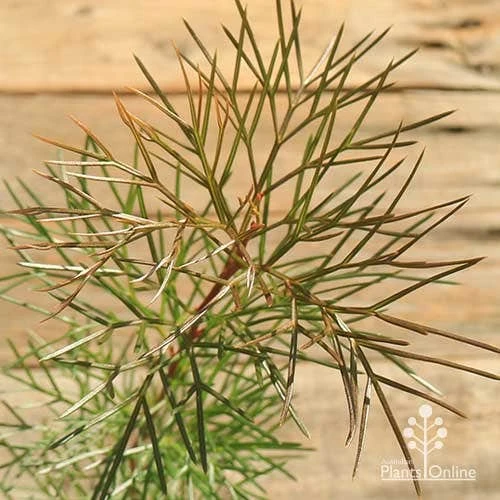 Grevillea Bon Accord - Image 5