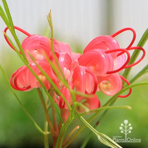 Grevillea Bon Accord - Image 4