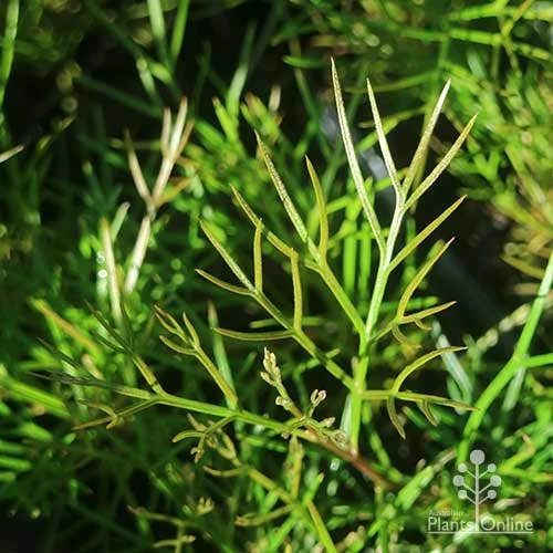 Grevillea Bon Accord - Image 9