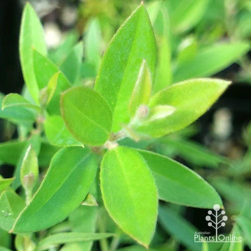 Grevillea Canterbury Gold - Image 10