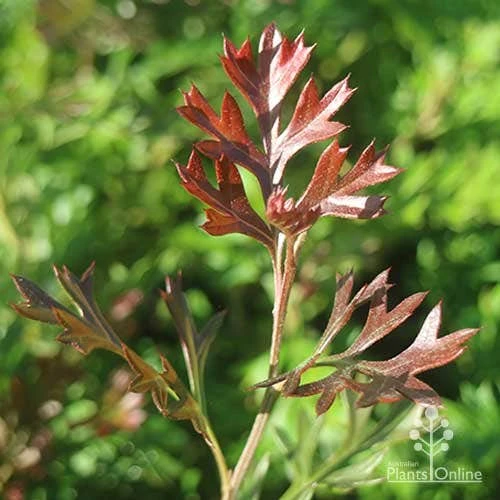 Grevillea Carpet Layer - Image 8
