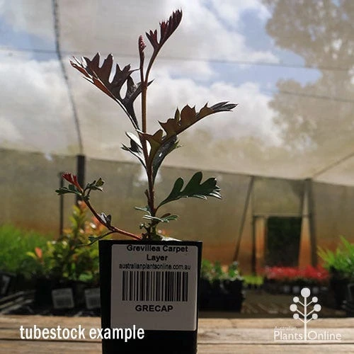 Grevillea Carpet Layer - Image 9